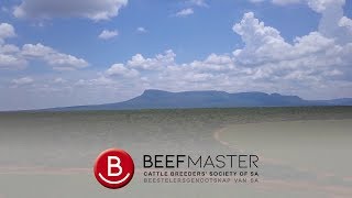 Beefmaster Overview [upl. by Badger]