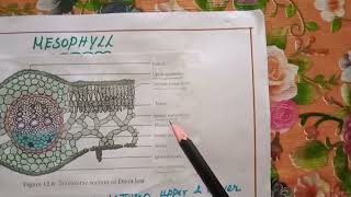 Mesophyll and plastid detail explanation [upl. by Eelyah850]