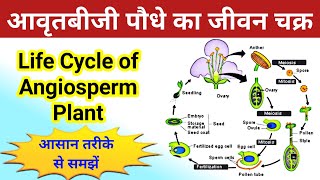 आवृतबीजी पौधे का जीवन चक्र  life cycle of angiosperm plant  avart biji paudhe ka jivan chakra [upl. by Samal]