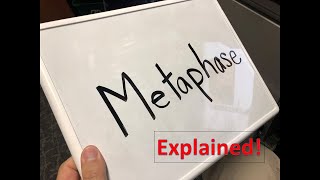 Metaphase explained [upl. by Fedora]