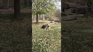 Sichuan Takin at the St Louis Zoo The Most Amazing Animal in the World Sichuan Takin in St Louis [upl. by Namurt]