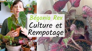 🌿BEGONIA REX  Mes conseils et Rempotage avec de la VERMICULITE  MA COLLECTION DE BÉGONIAS [upl. by Blithe]