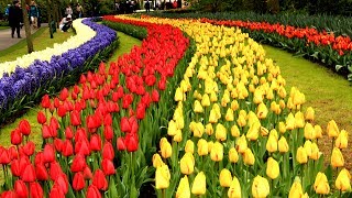 Keukenhof Gardens Netherlands • Tulip Garden in Holland  European Waterways [upl. by Akirdnahs]