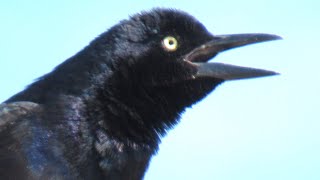 Common Grackle Call and Incredible Singing [upl. by Rialb63]