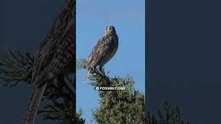 Western Meadowlark Facts and Song [upl. by Juliana]