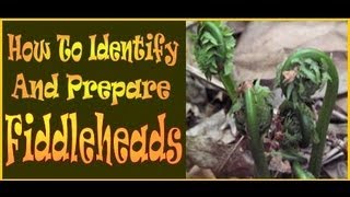 Fiddleheads How to identify and prepare this wild Delicacy [upl. by Raymund]