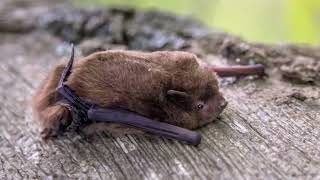 Nathusius’s pipistrelle bat call [upl. by Schuman]