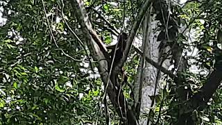 Le parc Tayrona 2 – Alouate dit singe hurleur [upl. by Eenimod457]