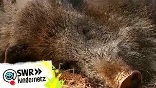 Wildschweine bei OLIs Wilde Welt  SWR Kindernetz [upl. by Herates871]