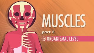 Muscles Part 2  Organismal Level Crash Course Anatomy amp Physiology 22 [upl. by Adnahsor594]