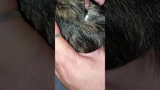 Big Pimple Pop On Dogs Neck [upl. by Annahtur627]