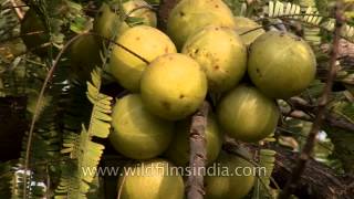 Indian gooseberry Phyllanthus emblica [upl. by Alegnatal]