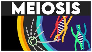 Meiosis Animation  Cell Cycle and Cell Division Class 11  Meiosis I  Meiosis II  NEET 2024 [upl. by Philina173]