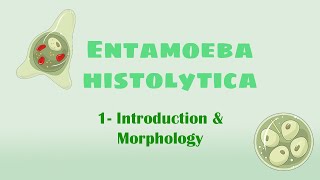 Entamoeba histolytica 1  Introduction  Morphology [upl. by Lodovico]