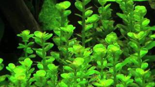 Rotala indica [upl. by Chouest214]