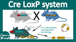 Cre lox system  Conditional gene knockout using the Cre Lox system  site specific recombination [upl. by Dyna70]