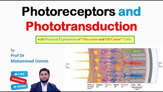 Photoreceptors and Phototransduction  Eye Physiology [upl. by Melleta]