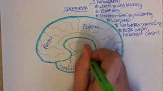 Brain Regions Overview [upl. by Georg]