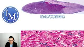 Histología del Sistema Endocrino ¡COMPLETO [upl. by Eltsirc]