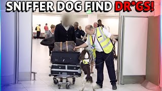 Customs Sniffer Dogs Find Drgs At The Airport [upl. by Cirdes]