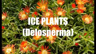 Ice Plants Delosperma [upl. by Oinotla]