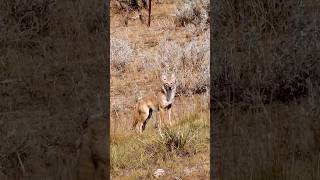 Coyote Full Sneak Mode  Predator Hunting shorts [upl. by Light]