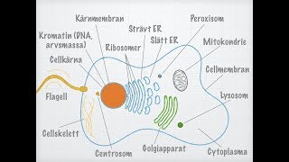 Den eukaryota cellens uppbyggnad [upl. by Einahets]