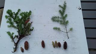 Engelmann vs White Spruce [upl. by Cati]