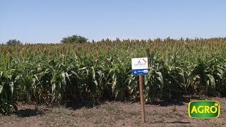 Advanta el sorgo tiene más herramientas para buscar rinde y calidad 767 20180414 [upl. by Ycnaf219]