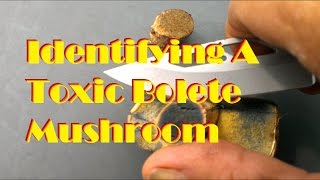 Identifying A Toxic Bolete Mushroom [upl. by Danita474]