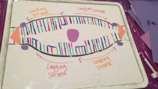 DNA Replication Animation [upl. by Ellehcem947]