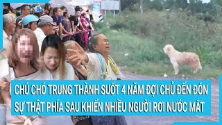 Chú chó trung thành suốt 4 năm đợi chủ đến đón sự thật phía sau khiến nhiều người rơi nước mắt [upl. by Brine]