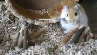 Very funny Gerbil [upl. by Navarro]