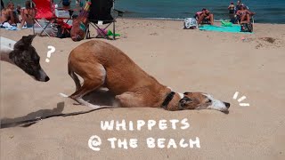 Whippets at the Beach ☀ Indiana Dunes [upl. by Nisa754]