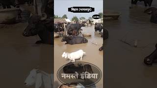 बिहार में बाढ़ का कहरbiharflood nitishkumar tejshawiyadav bhagalpur bihar news [upl. by Aynam]