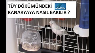 Tüy Dökümündeki Kanaryaya Nasıl Bir Bakım Uygulanmalı [upl. by Samara]