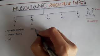 TYPES OF MUSCARINIC RECEPTORS WITH MNEMONIC [upl. by Poler]