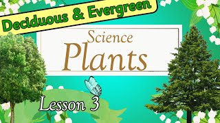 SCIENCE Plants  DECIDUOUS and EVERGREEN Trees  Miss Ellis 🌿 treesforkids plants [upl. by Arahas111]