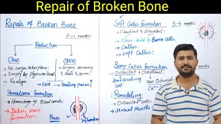 Repair of broken bone  bone healing  bone fracture  fsc biology book 2 [upl. by Ramad413]