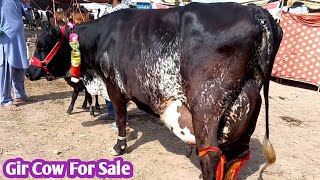 Girlando Cow For Sale in Malumor Mandi Jhang 2022 [upl. by Ferrand]