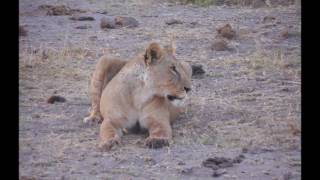 Amboseli National Park alle falde del Kilimangiaroparaponziponzipo [upl. by Eikciv]