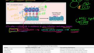 82P TCellMediated Cytotoxicity TCellMediated Type IV Hypersensitivity [upl. by Stout]