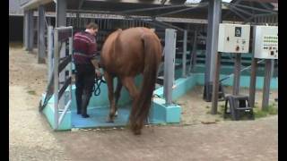 hoefbevangen paard in revalidatie bij Health 4 Horses wmv [upl. by Nnairrehs]