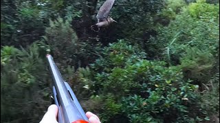 Μπεκάτσες 20232024Hunting woodcocksGoPro 4K slow motion [upl. by Colline]