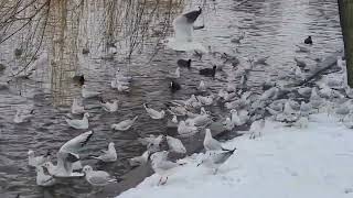 How amazing this SEAGULLS flocking together birds asmr beautiful [upl. by Ewen428]