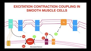 Excitation Contraction Coupling in Smooth Muscle [upl. by Vowel]