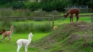 Baby Alpacas Playing at The Alpaca Park [upl. by Idnerb641]