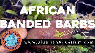 African Banded Barb Species Profile Barbus fasciolatus [upl. by Araccat321]