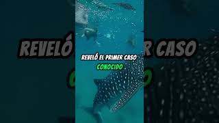 Tiburones y Cóndores Casos Fascinantes de Partenogénesis en Animales 🦅🦈 Parte 8 curiosidades [upl. by Ynattib716]