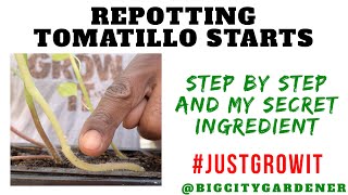 Repotting Tomatillo Starts  How To Grow Tomatillos in Pots  Big City Gardener [upl. by Krystyna]